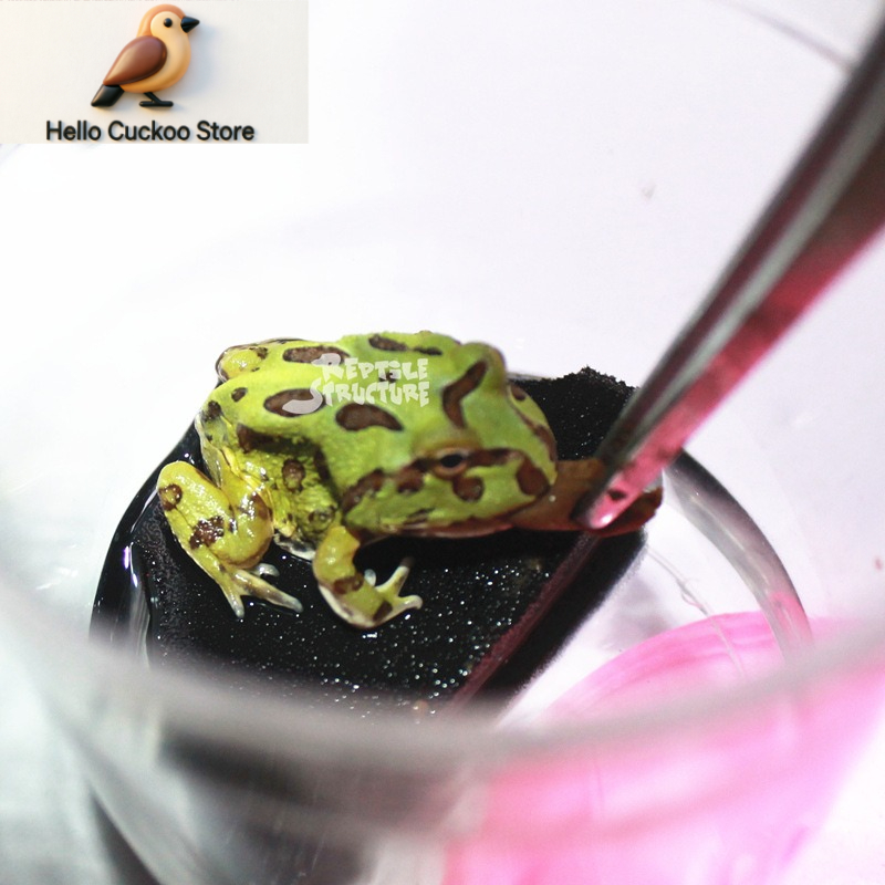 Horned Frog Food Granules Powd - Calcium Powder Reptile 评论和价格