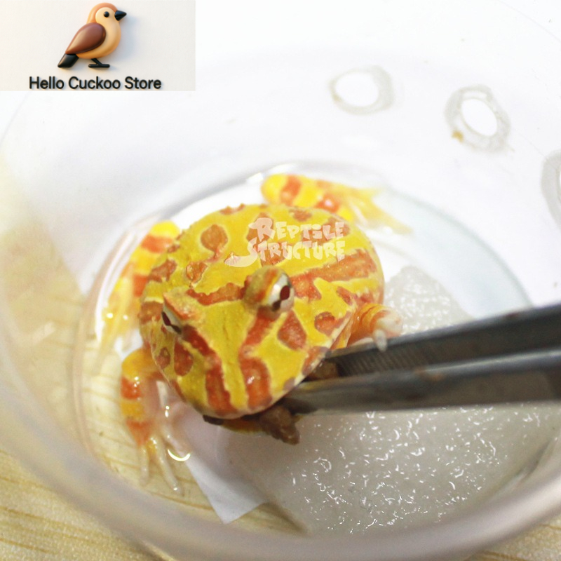 Horned Frog Food Granules Powd - Calcium Powder Reptile 评论和价格